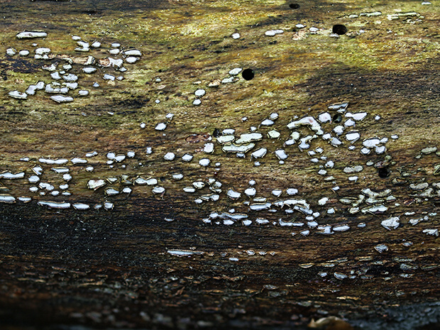 zúbkovka obyčajná Propolis farinosa (Pers.) Fr.