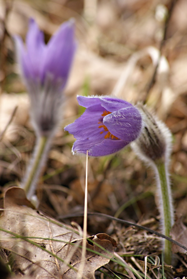 poniklec slovenský Pulsatilla slavica Reuss