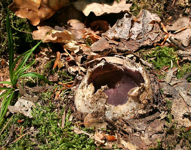 tulipánovka fialová Sarcosphaera coronaria (Jacq.) J. Schröt.