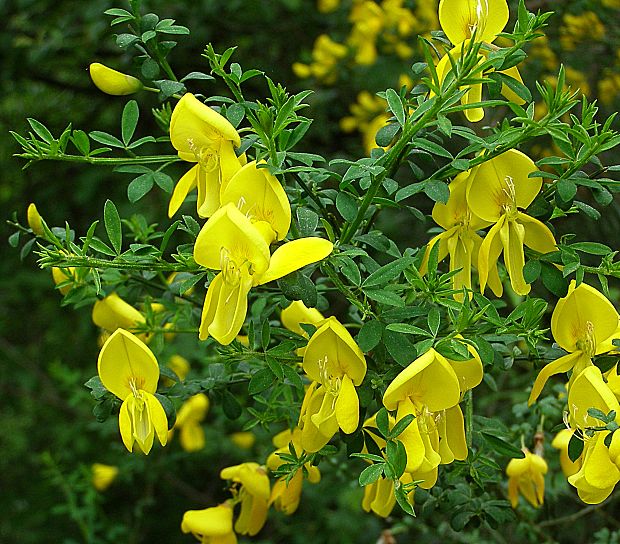 prútnatec metlovitý Sarothamnus scoparius (L.) Wimm. ex W. D. J. Koch