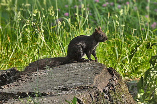 veverica obyčajná Sciurus vulgaris