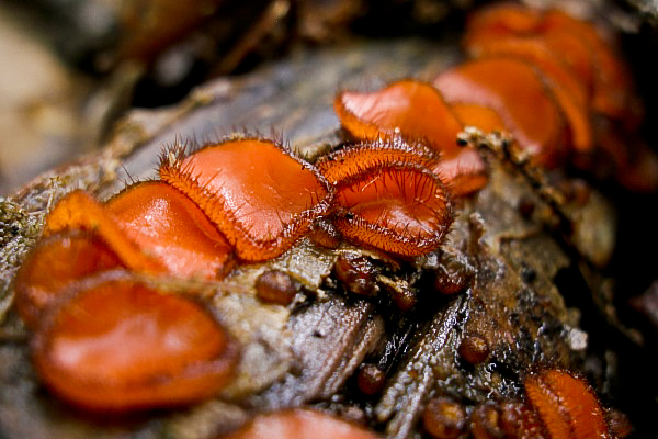 štítovnička Scutellinia sp.