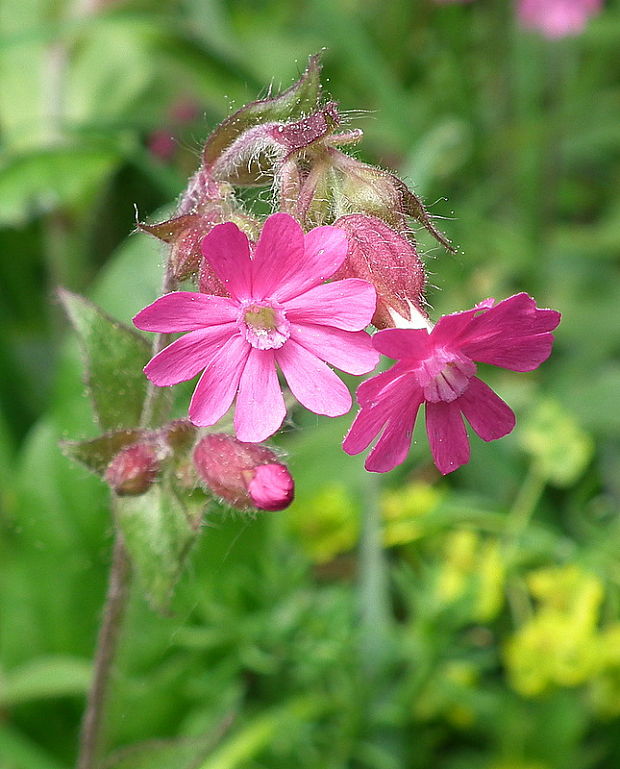 knotovka červená  Silene dioica (L.) Clairv.