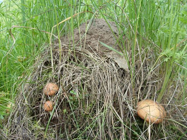 masliak zrnitý Suillus granulatus (L.) Roussel