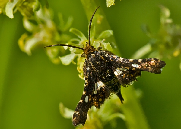 oknáčik plamienkový Thyris fenestrella