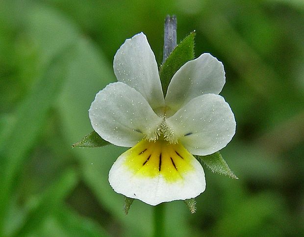 fialka roľná Viola arvensis Murray