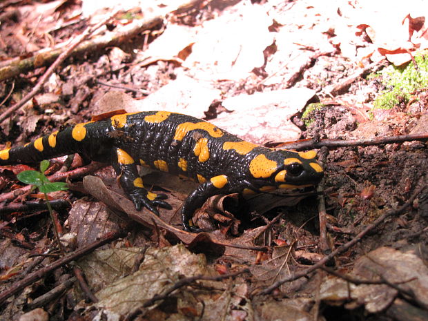 salamandra škvrnitá