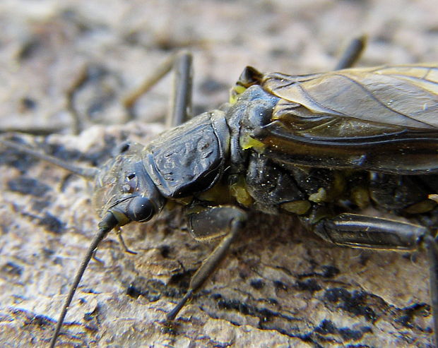 pošvatka plecoptera sp.