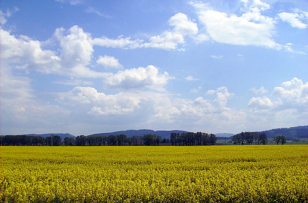 žltá krajinka