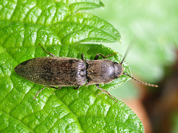 kováčik  Agriotes pilosellus