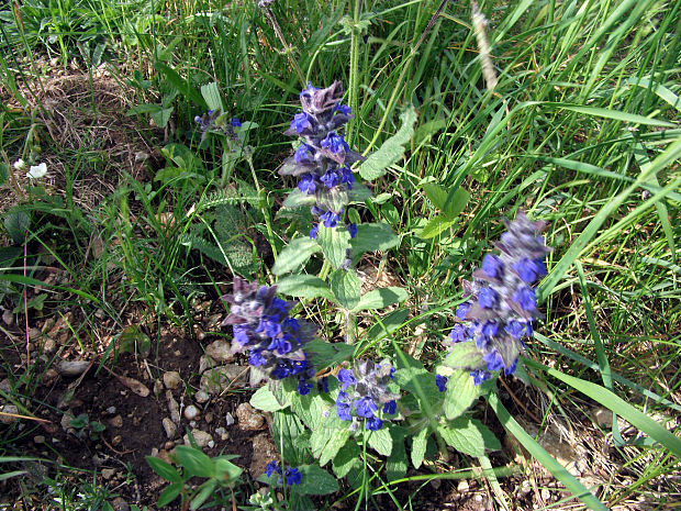 zbehovec ženevský Ajuga genevensis L.