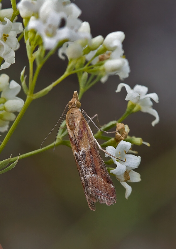 vijačka rozchodníková Ancylosis cinnamomella