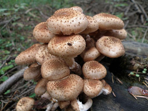 podpňovka obyčajná Armillaria mellea (Vahl) P. Kumm.