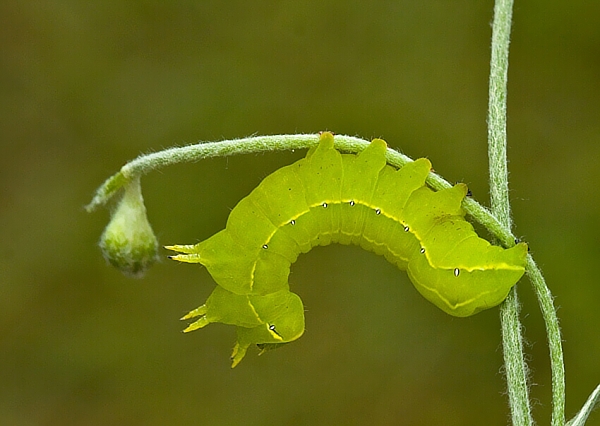 mora novembrová Asteroscopus sphinx