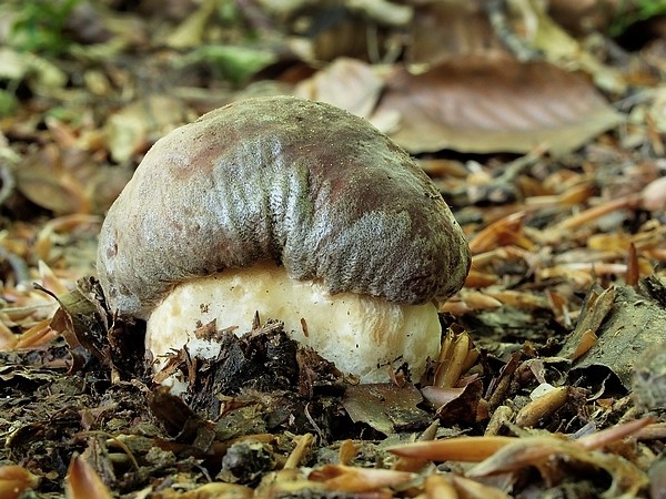 hríb sosnový Boletus pinophilus Pil. et Dermek in Pil.