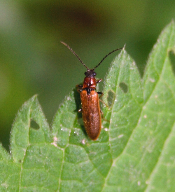 kováčik Denticollis  linearis