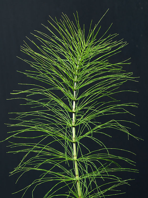 praslička Equisetum sp. L.