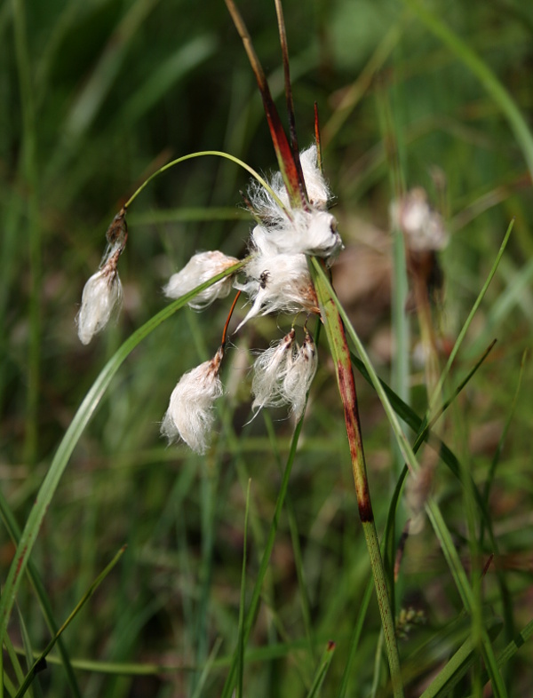 páperník úzkolistý Eriophorum angustifolium Honck.