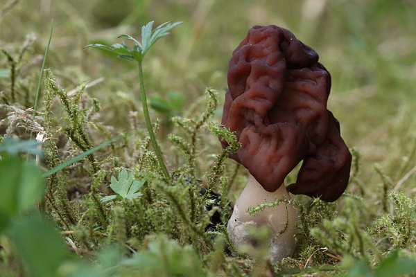 ušiak obyčajný Gyromitra esculenta (Pers.) Fr.