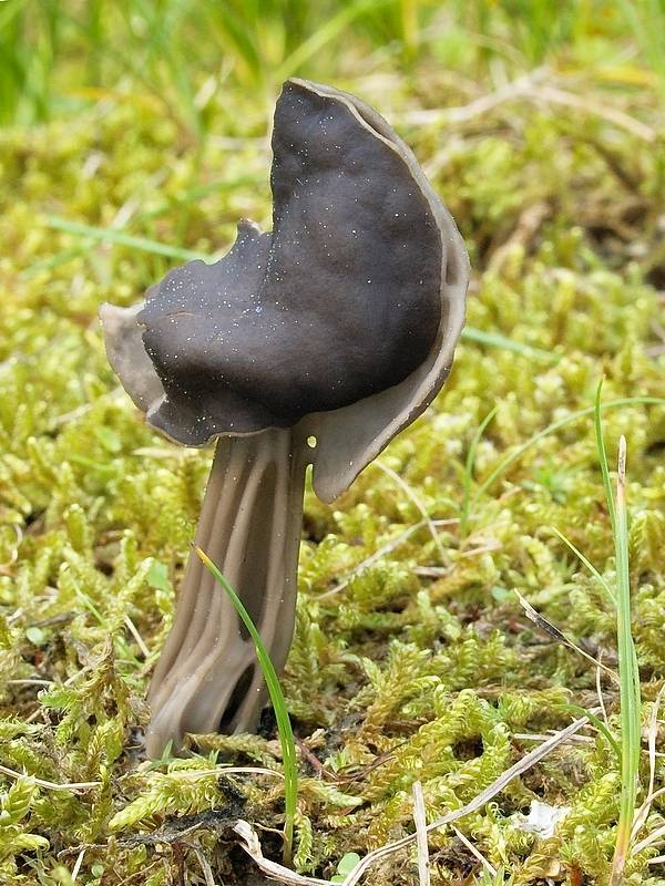 chriapač jamkatý Helvella lacunosa Afzel.