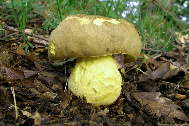 hríb plavý Hemileccinum impolitum (Fr.) Šutara