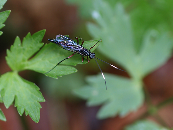 lumkovité Ichneumonidae