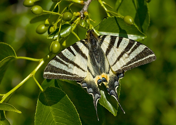 vidlochvost ovocný Iphiclides podalirius