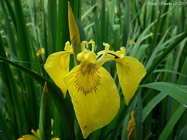 kosatec žltý Iris pseudacorus L.