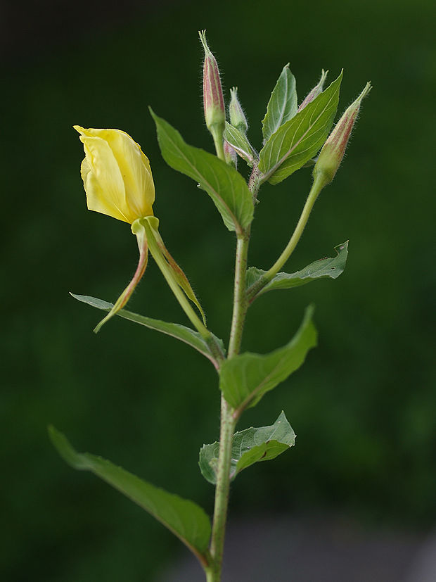 pupalka dvojročná Oenothera biennis L.