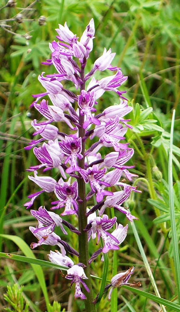 vstavač vojenský Orchis militaris L.