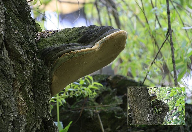 ohňovec Phellinus sp.