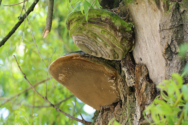 ohňovec Phellinus sp.