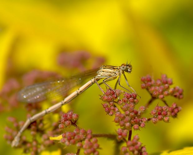 šidielko ploskonohé  Platycnemis pennipes