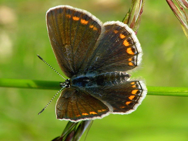 modráčik obyčajný (samička) Polyommatus ikarus