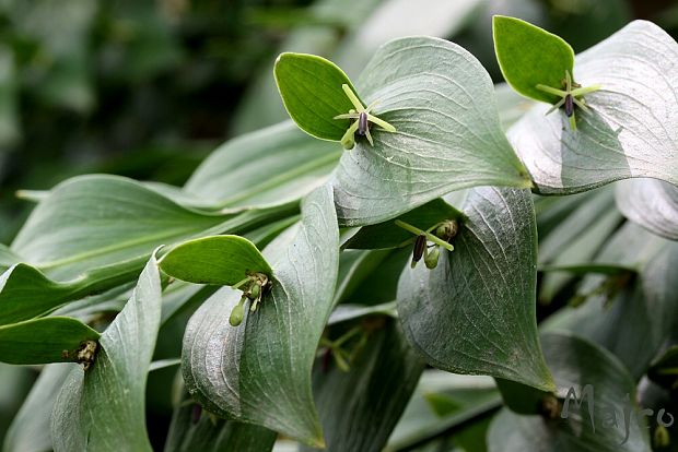 listnatec jazykovitý Ruscus hypoglossum L.