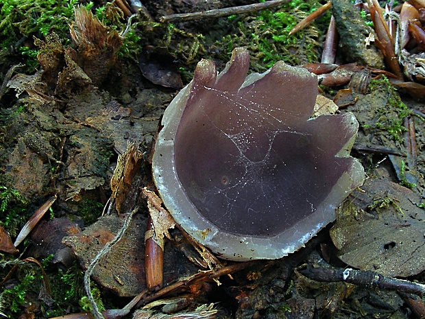 tulipánovka fialová Sarcosphaera coronaria (Jacq.) J. Schröt.