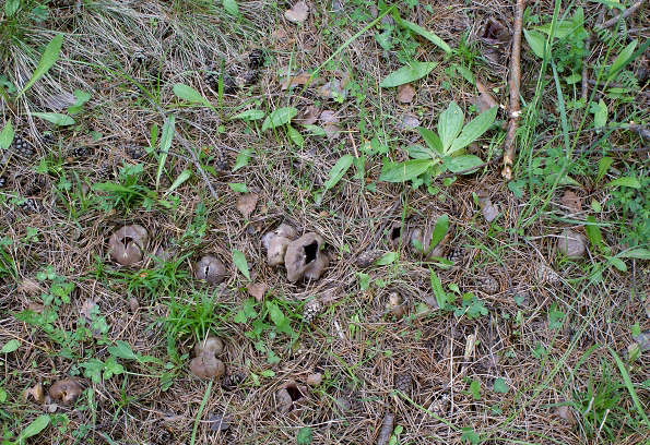 tulipánovka fialová Sarcosphaera coronaria (Jacq.) J. Schröt.