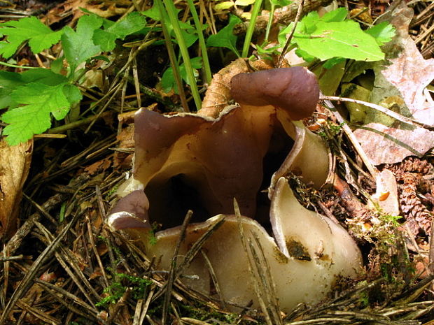 tulipánovka fialová Sarcosphaera coronaria (Jacq.) J. Schröt.