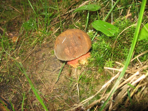 hríb zrnitohlúbikový Sutorius luridiformis (Rostk.) G. Wu & Zhu L. Yang