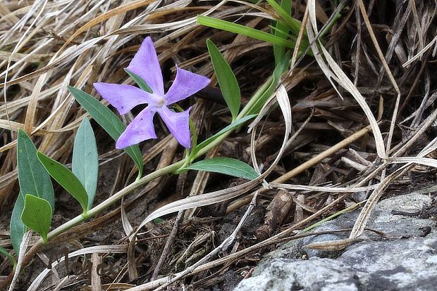 zimozeleň bylinná Vinca herbacea Waldst. et Kit.