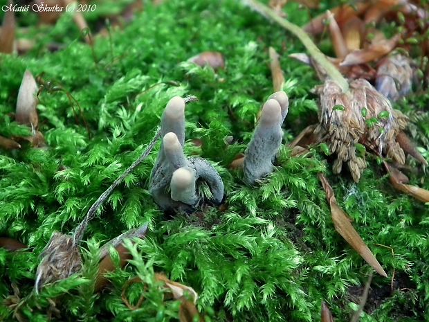 drevnatec Xylaria sp.