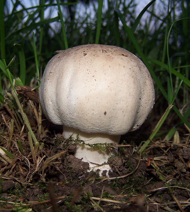 pečiarka Agaricus sp.