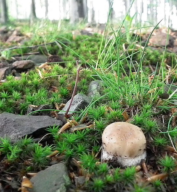 hríb dubový Boletus reticulatus Schaeff.