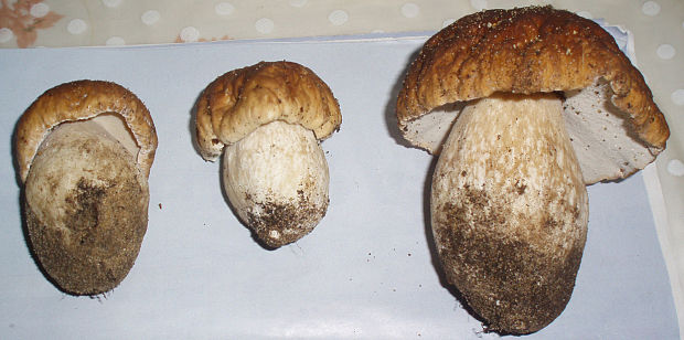 hríb dubový Boletus reticulatus Schaeff.