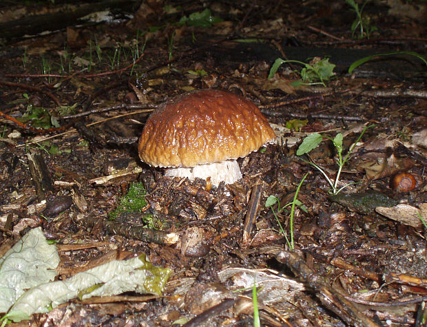 hríb dubový Boletus reticulatus Schaeff.