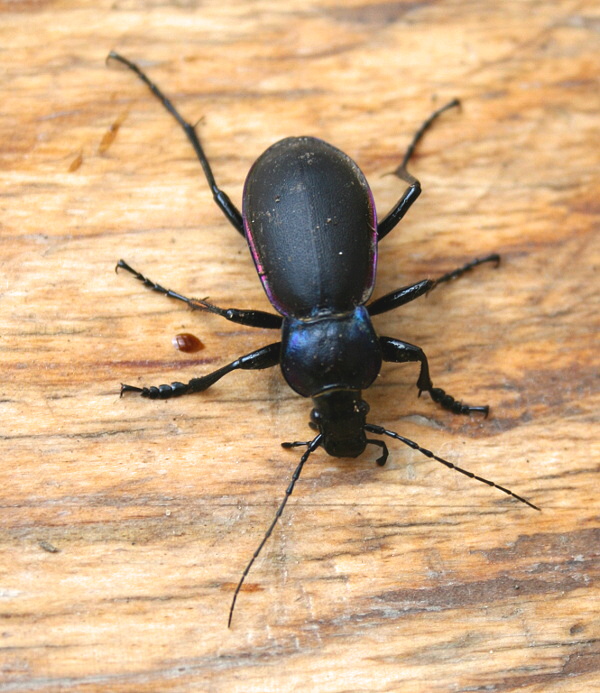 bystruška fialová- střevlík Carabus violaceus