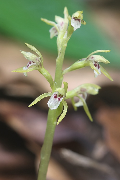 koralica lesná Corallorhiza trifida Châtel.