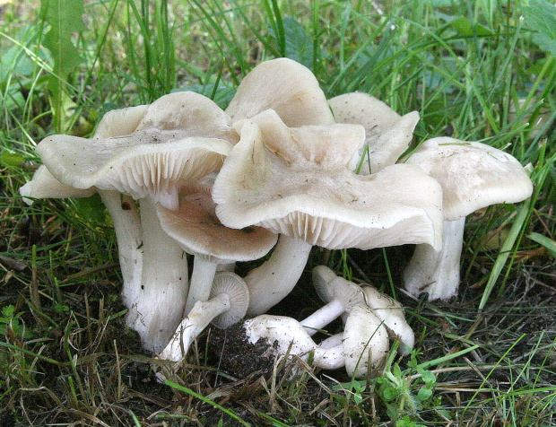 hodvábnica jarná Entoloma clypeatum (L.) P. Kumm.