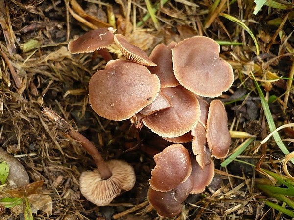 špička smradľavá Gymnopus foetidus (Sowerby) J.L. Mata & R.H. Petersen