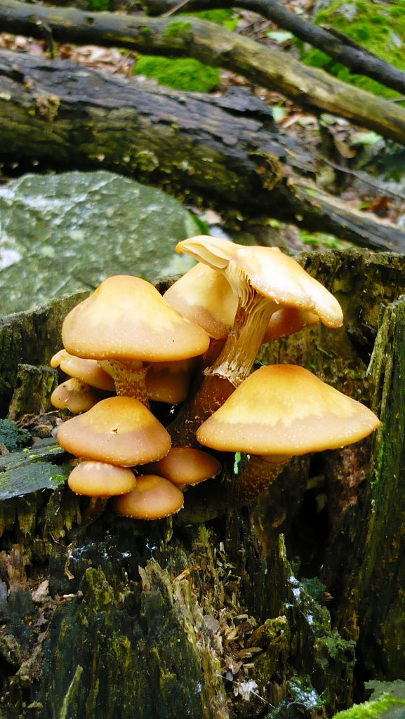 šupinačka menlivá Kuehneromyces mutabilis (Schaeff.) Singer & A.H. Sm.